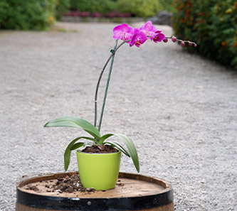 Plantas