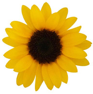 Amarillo