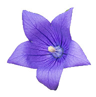 Morado