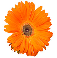 Naranja
