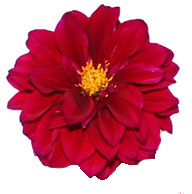 Rojo