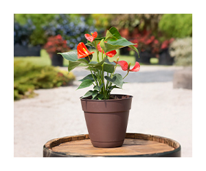 Plantas