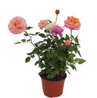 Plantas