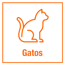 Gatos