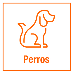 Perros