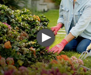 Cómo cuidar tu jardín en primavera