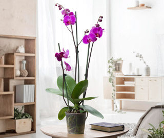 Plantas