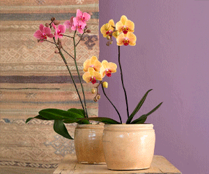 Plantas y macetas