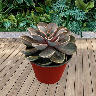 Variedad de cactus y suculentas