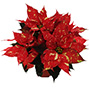 NOCHEBUENA RED GLITTER 4"