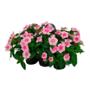 VINCA NATURAL INTERIOR/EXTERIOR MEDIA SOMBRA MACETA 28 X 18 CM FLORES MULTICOLOR
