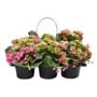 KALANCHOE NATURAL EXTERIOR MEDIA SOMBRA SIX PACK EN MACETA FLORES MULTICOLOR