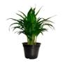PALMA ARECA NATURAL INTERIOR SOMBRA TROPICAL MACETA 6 " VERDE