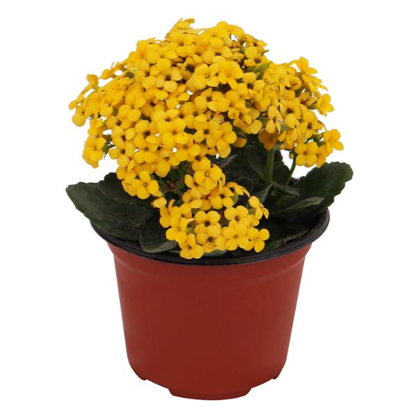 KALANCHOE NATURAL INTERIOR/EXTERIOR MEDIA SOMBRA MACETA 5 PULGADAS FLORES MULTICOLOR