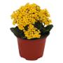 KALANCHOE NATURAL INTERIOR/EXTERIOR MEDIA SOMBRA MACETA 5 PULGADAS FLORES MULTICOLOR