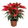 NOCHEBUENA ORANGE SPICY 6"