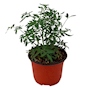 RUDA NATURAL MEDICINAL MEDIA SOMBRA COMPACTA MACETA 4" AROMA INTENSO
