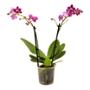PLANTA NATURAL ORQUÍDEA 10 CM CON MACETA DE PLÁSTICO