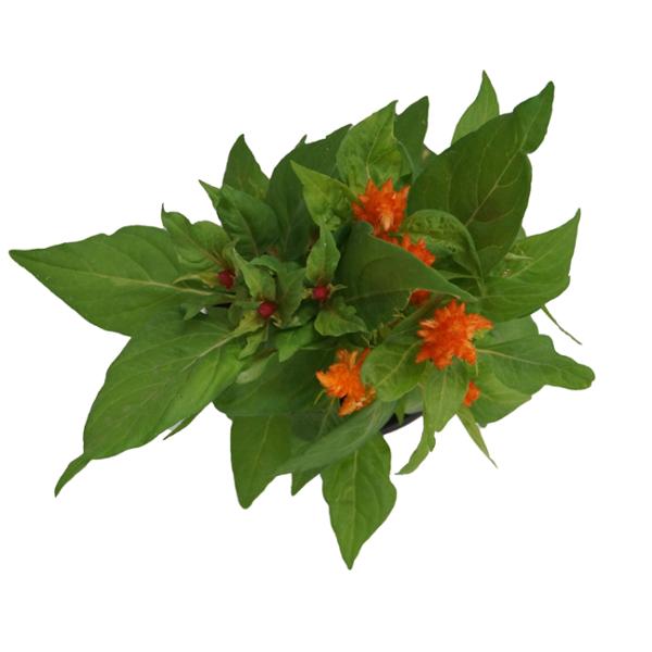 PLANTA CELOSIA 5"