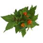PLANTA CELOSIA 5"