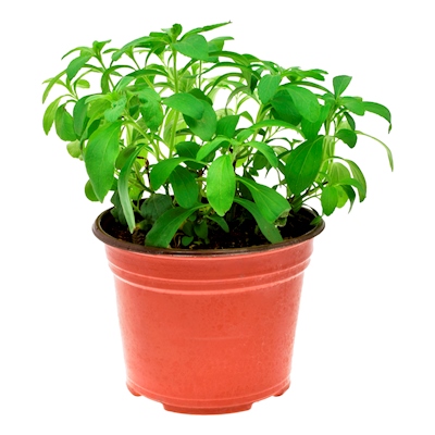 STEVIA NATURAL MEDICINAL MEDIA SOMBRA COMPACTA MACETA 6 "