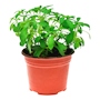 STEVIA NATURAL MEDICINAL MEDIA SOMBRA COMPACTA MACETA 6 "