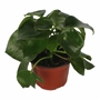 CORAZON DE MARIA NATURAL INTERIOR Y EXTERIOR MEDIA SOMBRA ORNAMENTAL MACETA 5" VERDE