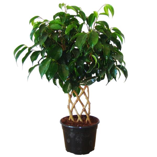 ARBOL ORNAMENTAL FICUS RAQUETA 50 CM PARA INTERIOR