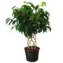 ARBOL ORNAMENTAL FICUS RAQUETA 50 CM PARA INTERIOR