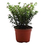 TRUENO NATURAL EXTERIOR SOL DIRECTO ORNAMENTAL MACETA 6 " VERDE