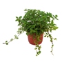HIERBABUENA NATURAL COMESTIBLE MEDIA SOMBRA MACETA 8" HOJAS AROMATICAS