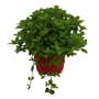 MENTA NATURAL EXTERIOR MEDIA SOMBRA ORNAMENTAL MACETA 8 " VERDE