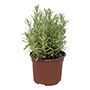 LAVANDA NATURAL AROMÁTICA SOL DIRECTO COMPACTA MACETA 6"