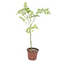 MORINGA NATURAL MEDICINAL SOL DIRECTO MACETA 7" HOJAS NUTRICIONALES