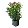ROSA LAUREL NATURAL EXTERIOR SOL DIRECTO ARBUSTIVA 88 X 43 CM FLORES ROSAS