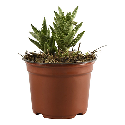 CACTUS NATURAL INTERIOR EXTERIOR SOL DIRECTO SUCULENTO MACETA 4" VERDE
