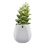 PLANTA ARTIFICIAL DECORATIVA CON MACETA BLANCA DE CERÁMICA