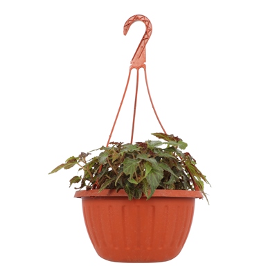 BEGONIA NATURAL INTERIOR MEDIA SOMBRA COLGANTE 50.5 X 25 CM FLORES MULTICOLOR