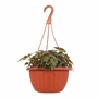 BEGONIA NATURAL INTERIOR MEDIA SOMBRA COLGANTE 50.5 X 25 CM FLORES MULTICOLOR