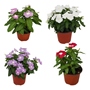 VINCA NATURAL EXTERIOR MEDIA SOMBRA MACETA 5" FLORES BLANCAS