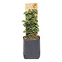 MONEDITA NATURAL INTERIOR/EXTERIOR MEDIA SOMBRA ORNAMENTAL 31 X 10 CM VERDE