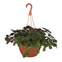 HIEDRA SUECA NATURAL INTERIOR MEDIA SOMBRA COLGANTE 49.8 CM VERDE