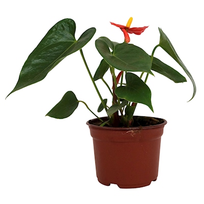PLANTA NATURAL ANTHURIO 10.16 CM CON MACETA DE PLÁSTICO