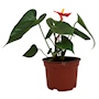 PLANTA NATURAL ANTHURIO 10.16 CM CON MACETA DE PLÁSTICO