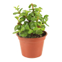 ARBOL DE LA ABUNDANCIA NATURAL EXTERIOR SOL DIRECTO ORNAMENTAL MACETA 3" VERDE