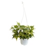 HIEDRA NATURAL EXTERIOR MEDIA SOMBRA COLGANTE 30 X 18 CM VERDE