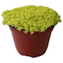 SEDUM ESTRELLA NATURAL EXTERIOR MEDIA SOMBRA ORNAMENTAL MACETA 6" VERDE