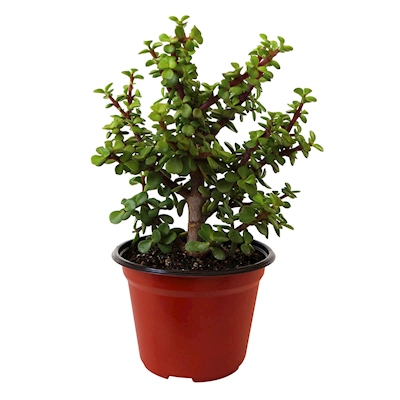 ARBOL DE LA ABUNDANCIA NATURAL EXTERIOR SOL DIRECTO ORNAMENTAL MACETA 5" VERDE