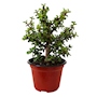 ARBOL DE LA ABUNDANCIA NATURAL EXTERIOR SOL DIRECTO ORNAMENTAL MACETA 5" VERDE