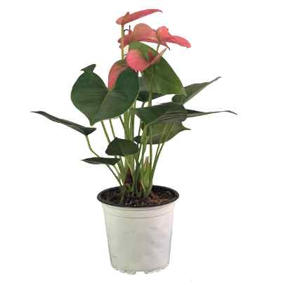 ANTHURIO NATURAL INTERIOR MEDIA SOMBRA MACETA 5 PULGADAS